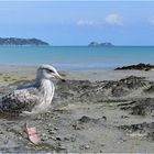 cancale