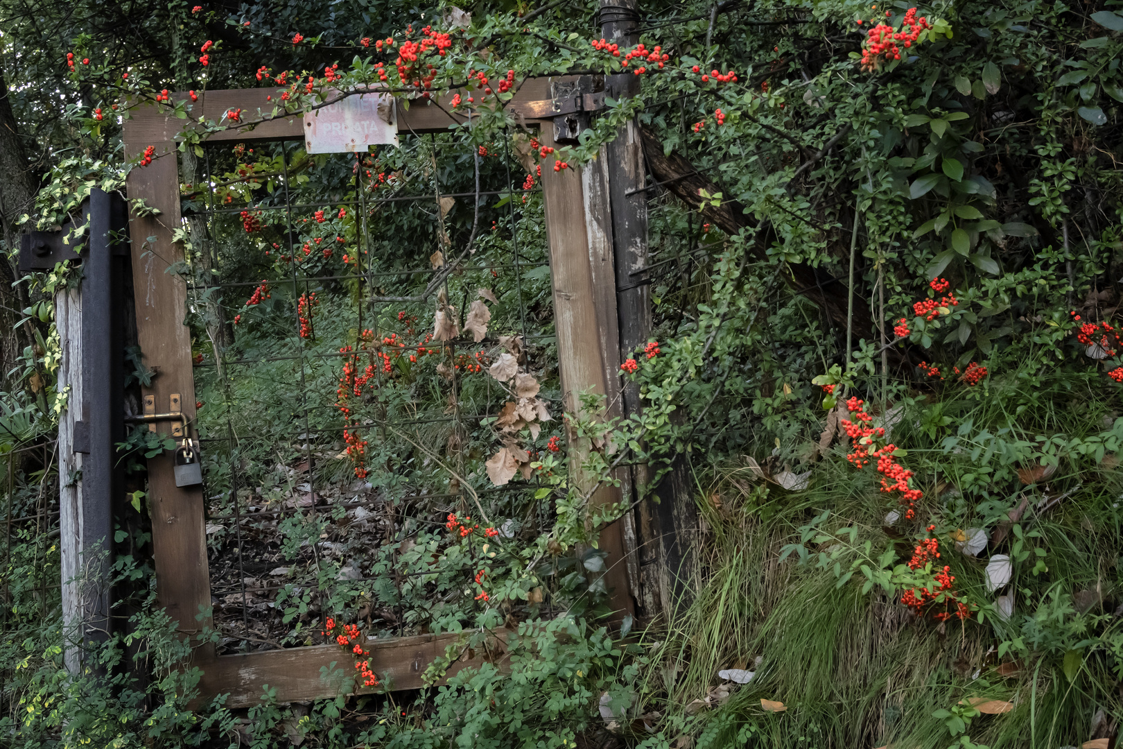 Cancello nel bosco