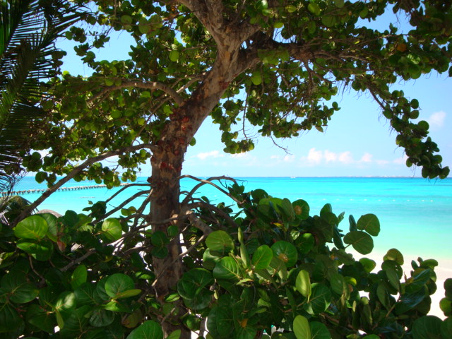 Cancún VERDE