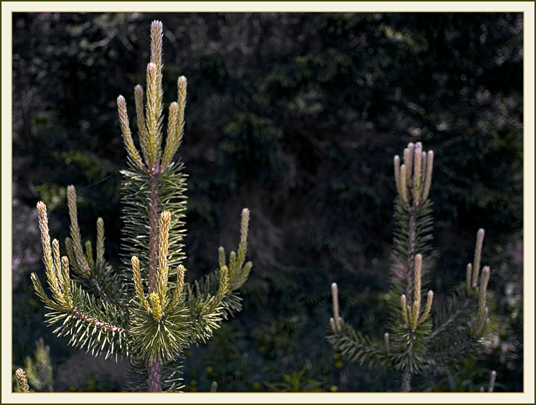 Candelabri naturali