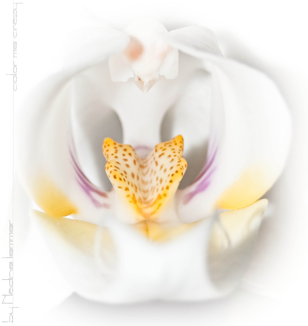 Candere Orchidaceae