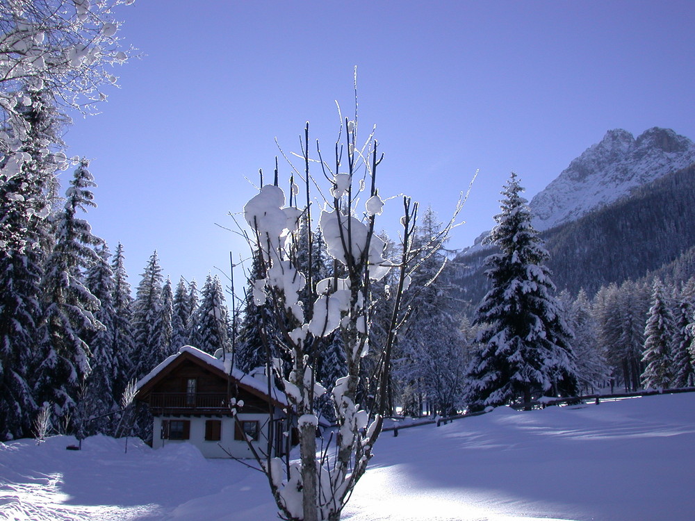 candida neve