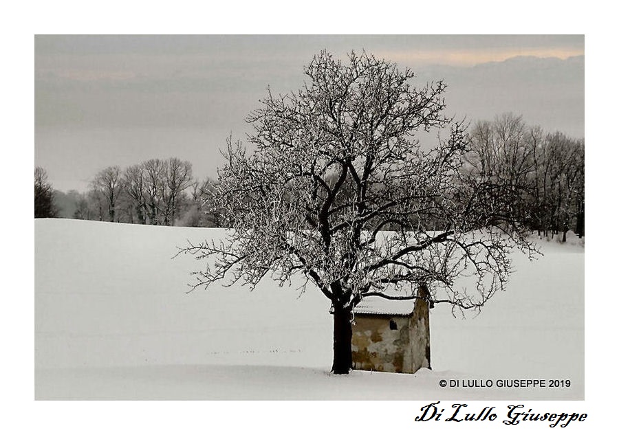 CANDIDA NEVE