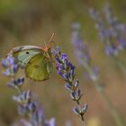 Candide Le Candide (Colias phicomone)