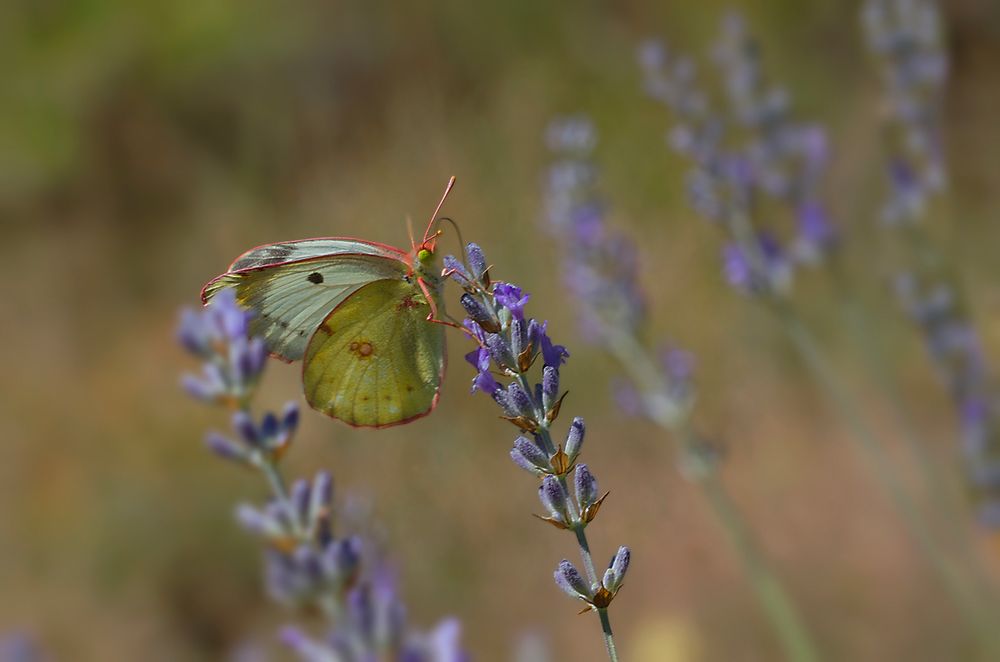 Candide Le Candide (Colias phicomone)