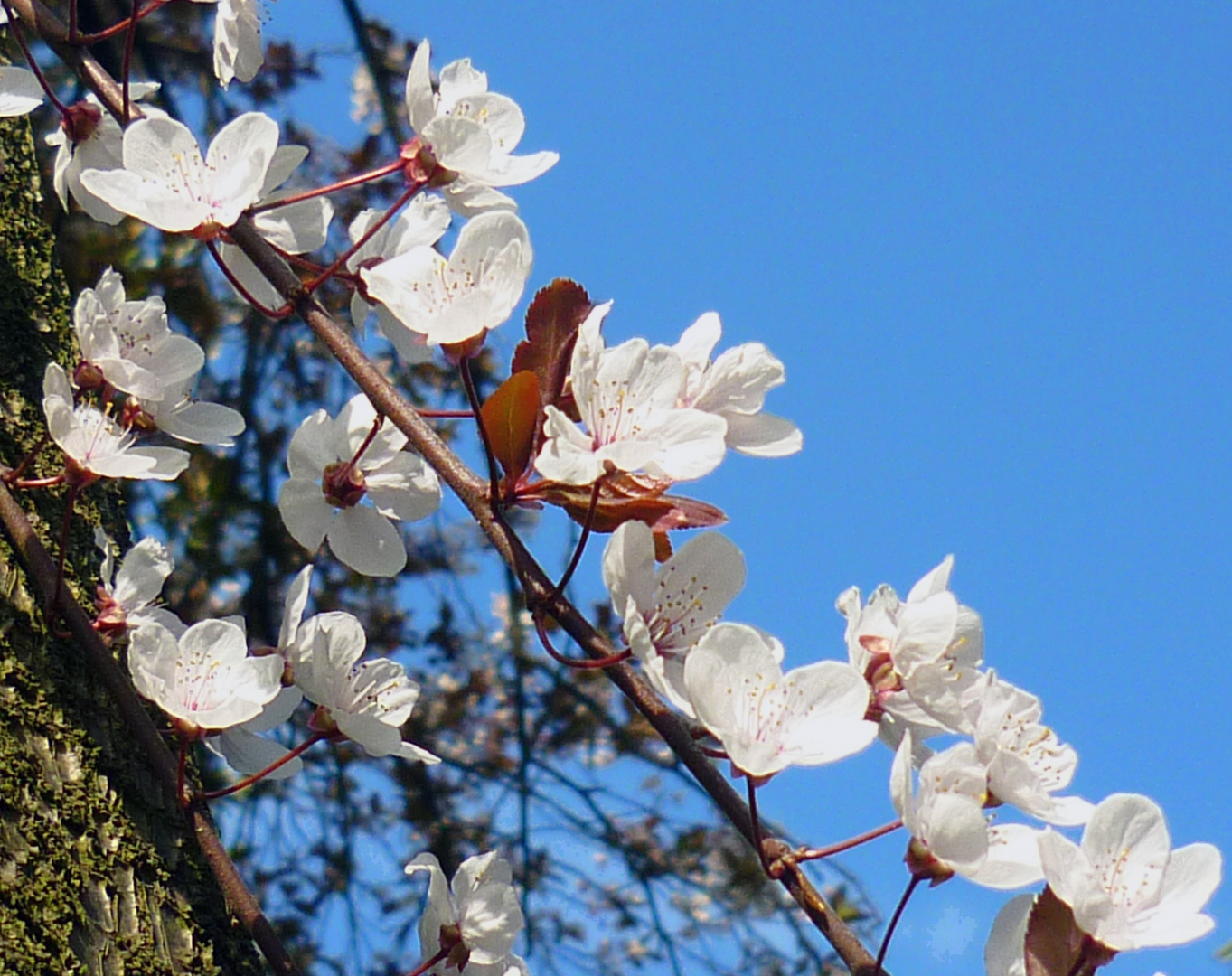 CANDIDI FIORI