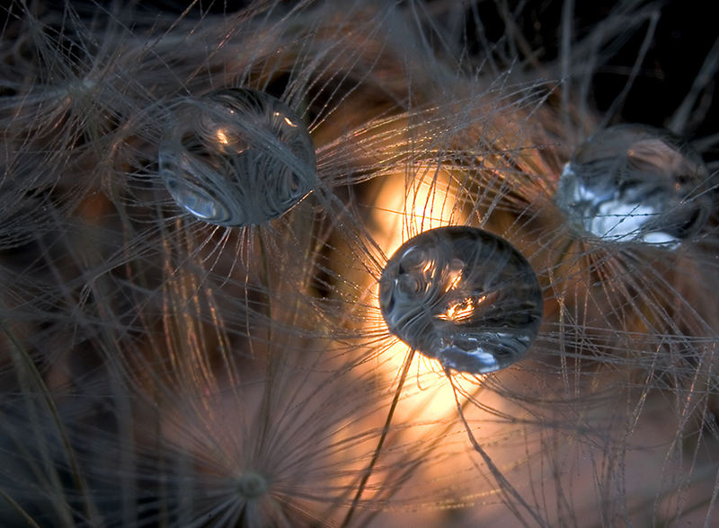 Candlelight, Dandelion and Drops