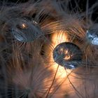 Candlelight, Dandelion and Drops