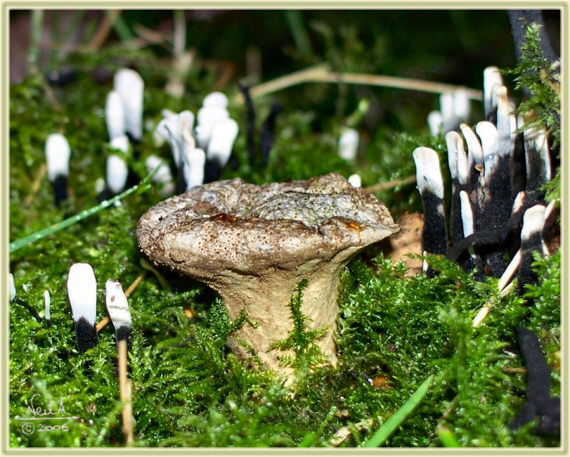 Candlesnuff fungi surrounding a single unidentified fungi