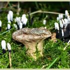 Candlesnuff fungi surrounding a single unidentified fungi