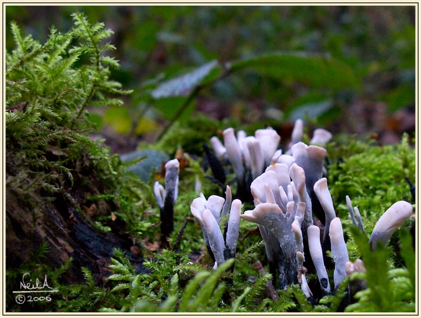 Candlesnuff Fungus