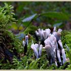 Candlesnuff Fungus