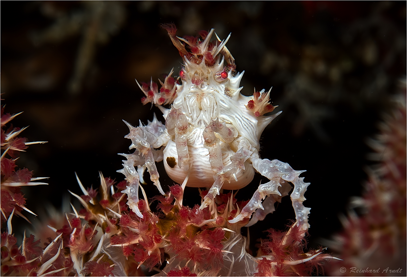 Candy Crab