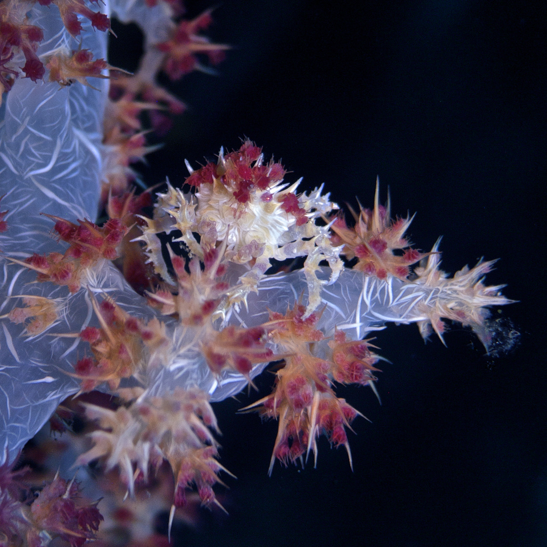 Candy Crab - gefunden in Bunaken