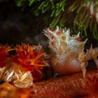 Candy Crab (lat.: Hoplophrys oatesi)