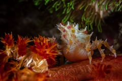 Candy Crab (lat.: Hoplophrys oatesi)