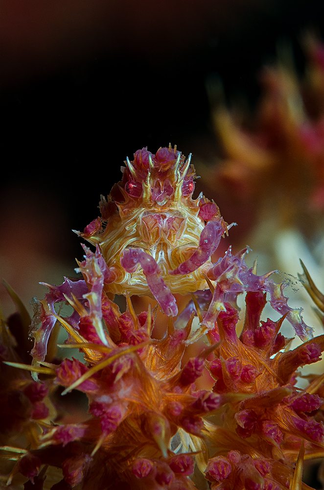 Candy Crab (lat.: Hoplophrys oatesi)