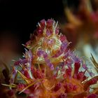 Candy Crab (lat.: Hoplophrys oatesi)