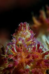 Candy Crab (lat.: Hoplophrys oatesi)