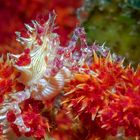 Candy Crab (lat.: Hoplophrys oatesi)