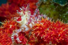 Candy Crab (lat.: Hoplophrys oatesi)