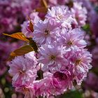 Candy Flowers