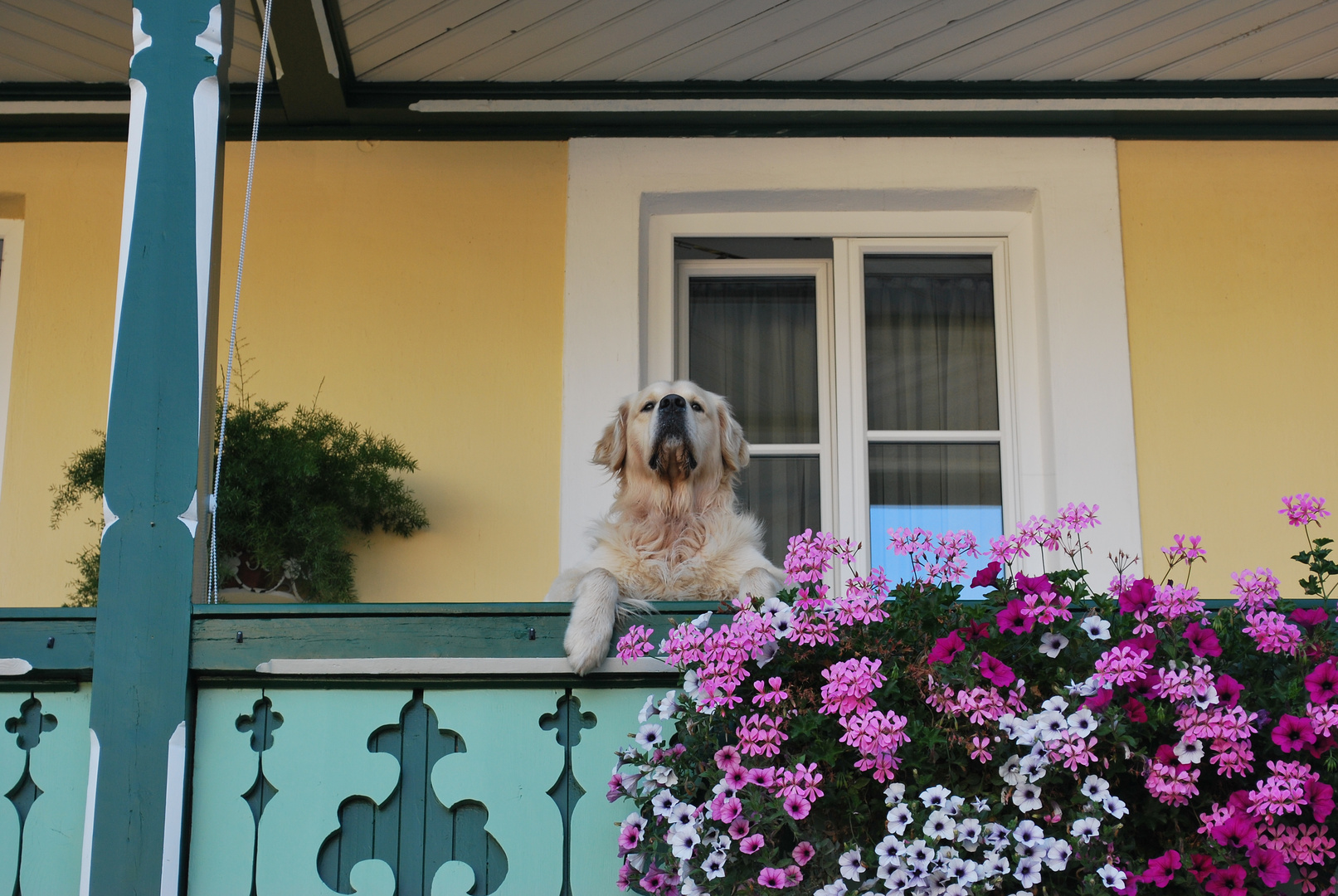 Cane al balcone....