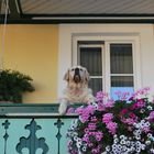 Cane al balcone....