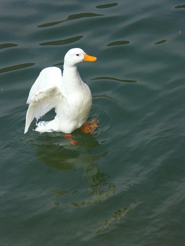 Cane blanche