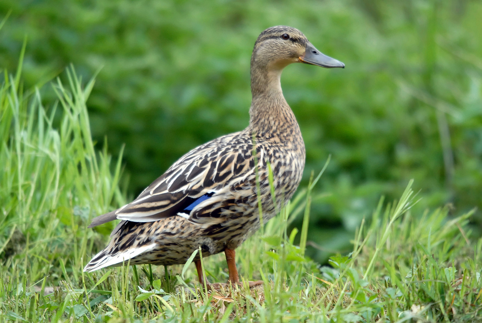 Cane colvert.