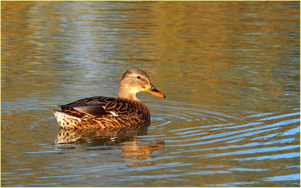 Cane colvert au soleil