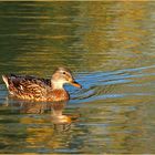 Cane colvert