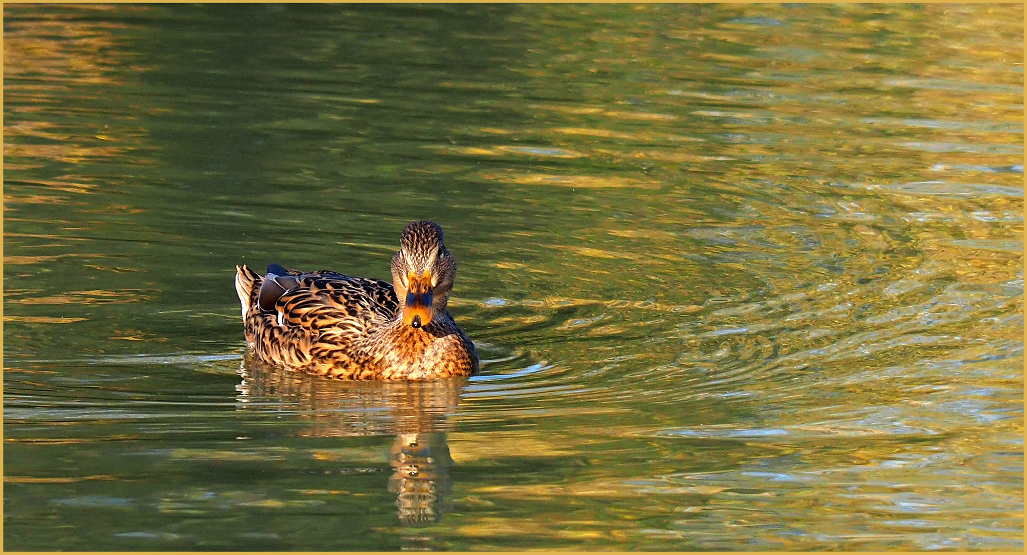 Cane colvert…dans le jaune