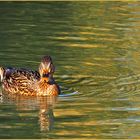 Cane colvert…dans le jaune