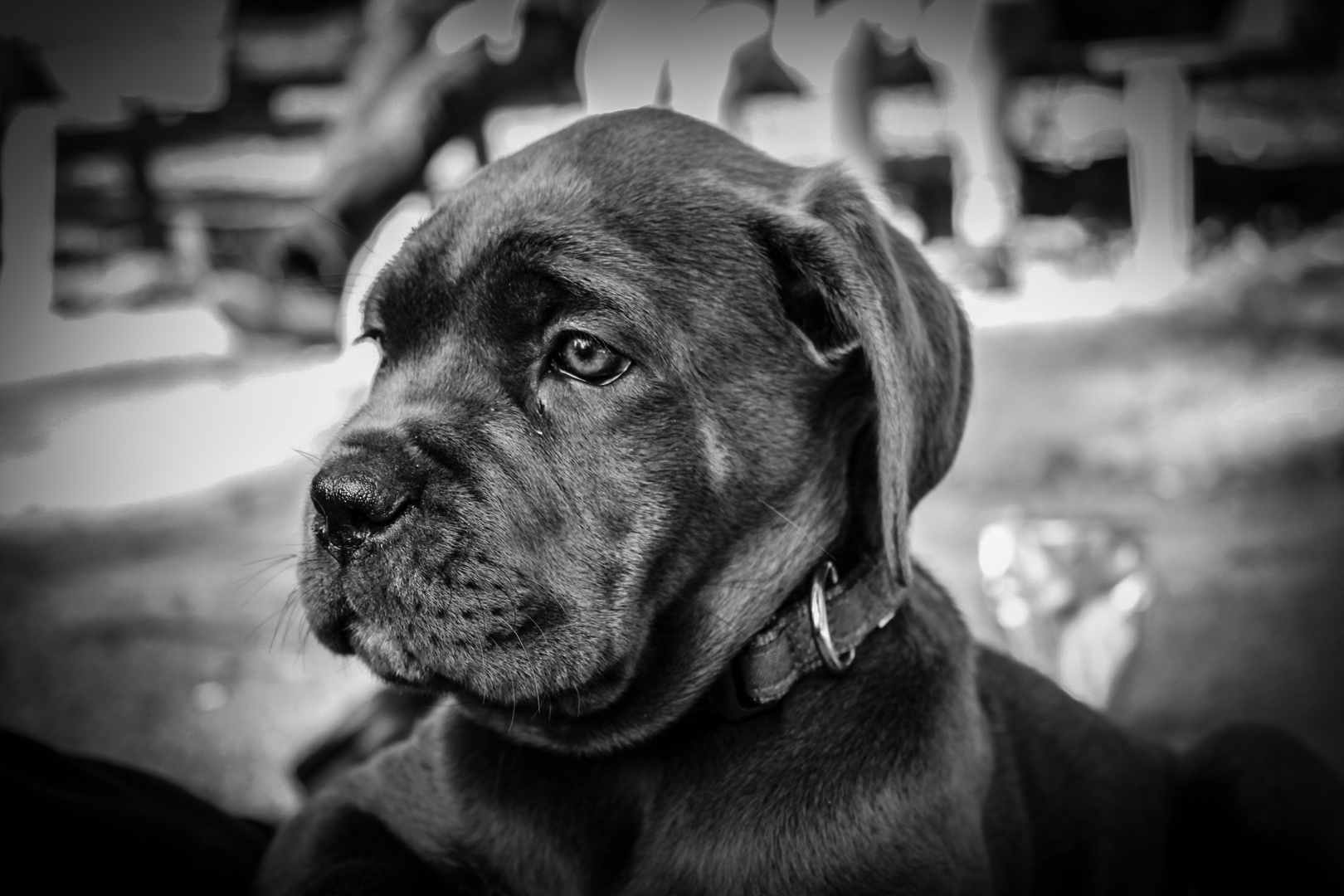 cane corso