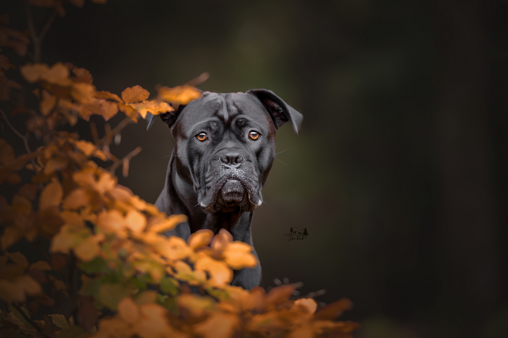 Cane Corso