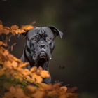 Cane Corso