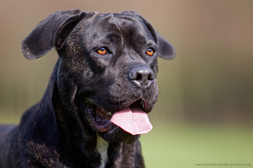 Cane Corso