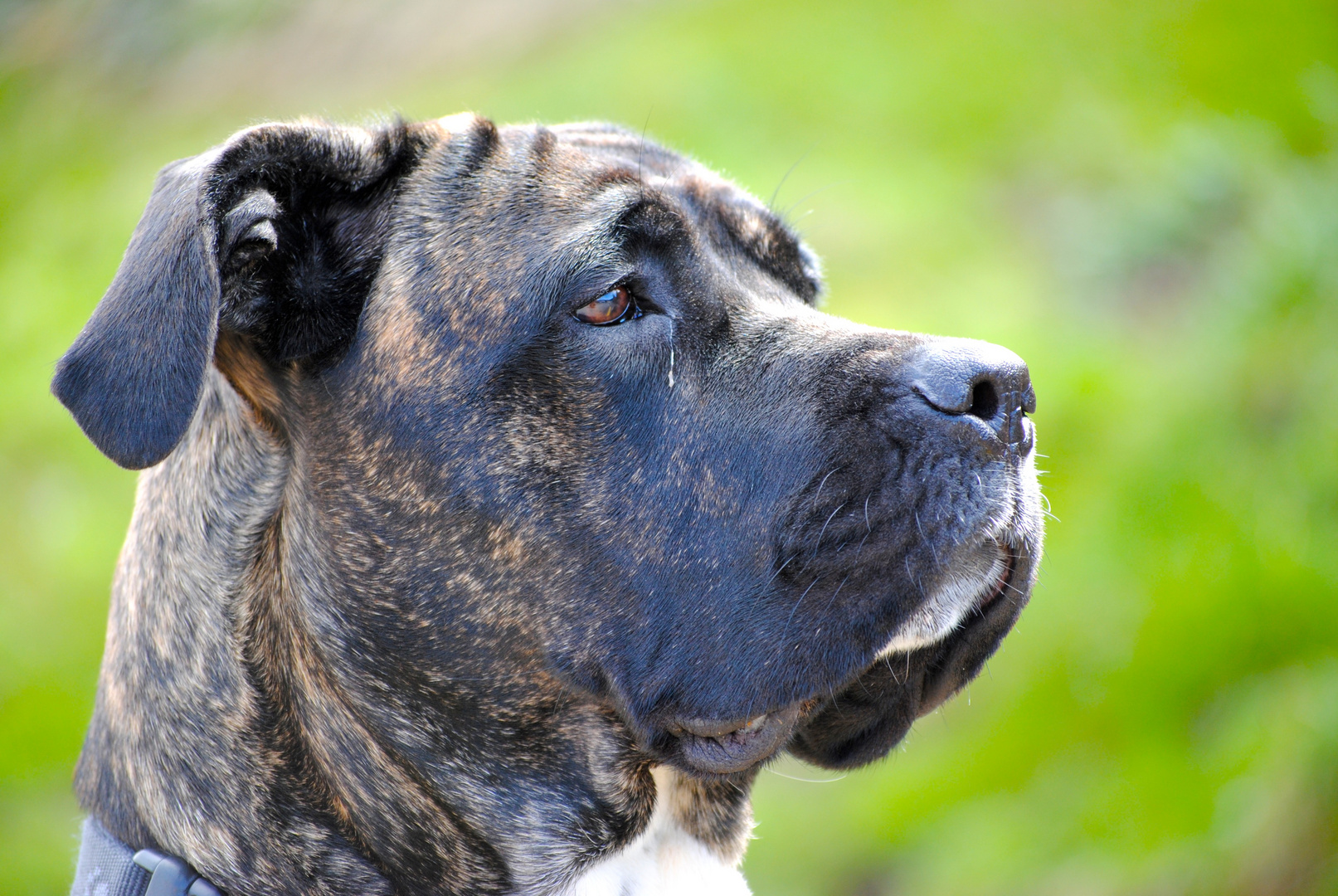 cane corso