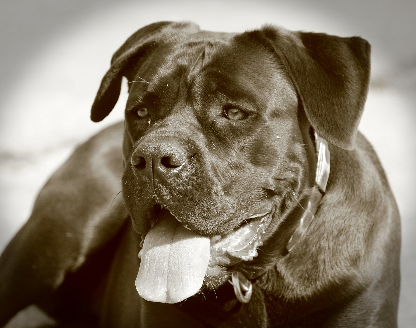 Cane Corso