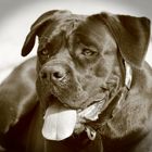 Cane Corso