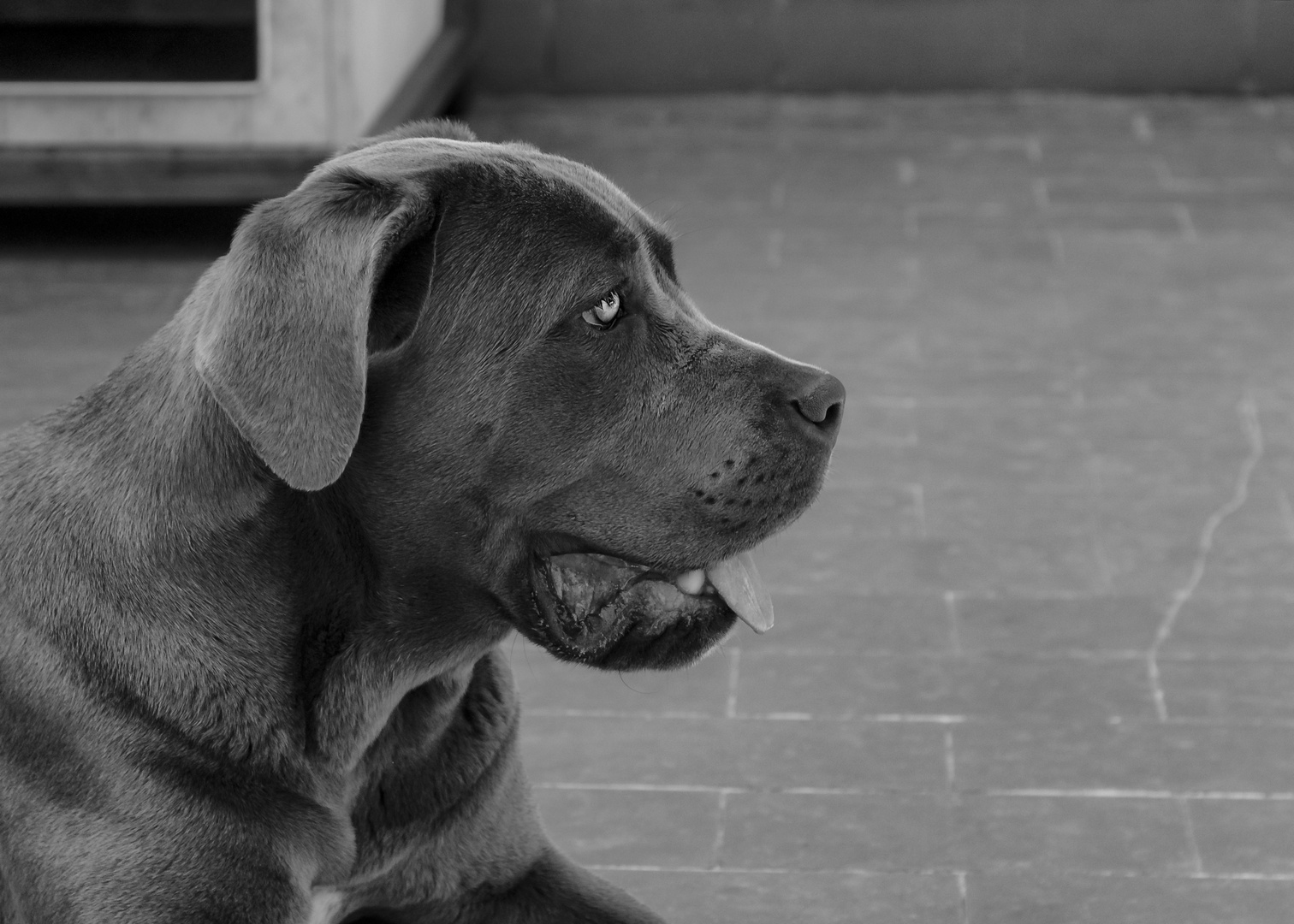 cane corso