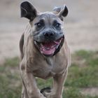 Cane Corso 5-6 Mon. alt