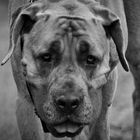 Cane Corso B/W