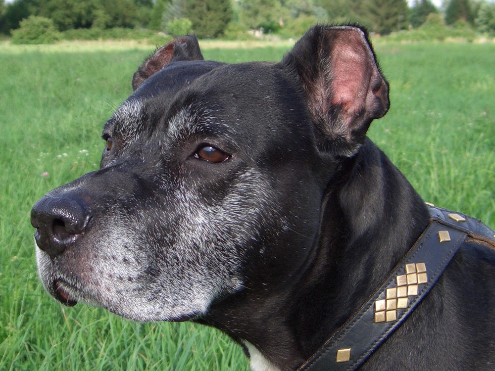 cane corso-dogge mix pascha