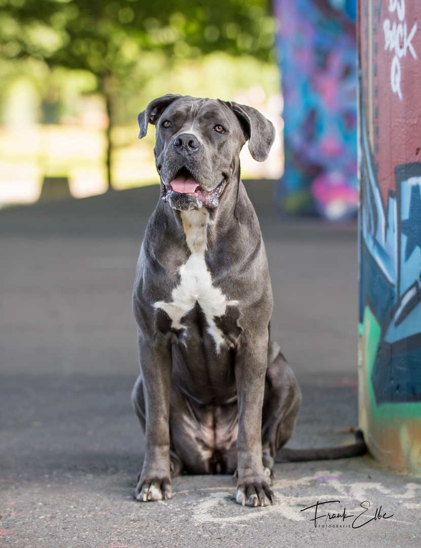 Cane Corso Hündin Bowdy