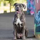 Cane Corso Hündin Bowdy