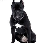 Cane Corso Margo