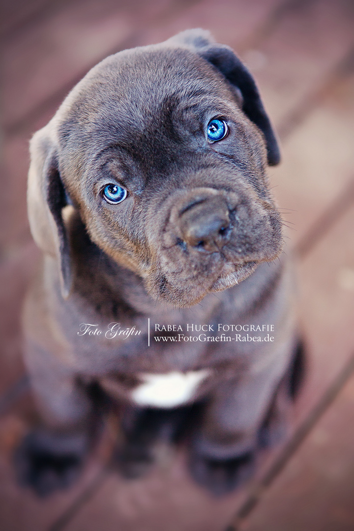 Cane Corso Welpe