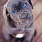 Cane Corso Welpe